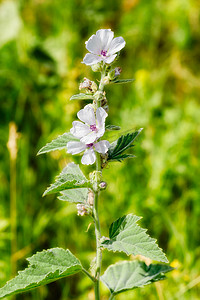 棉花糖花（Althaea）