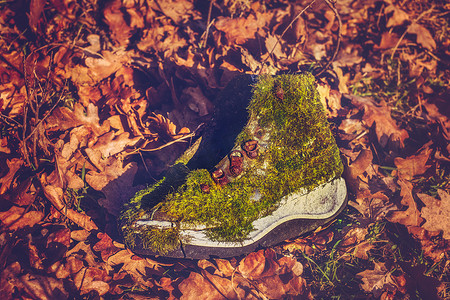 绿色的运动鞋摄影照片_秋天森林里的旧运动鞋覆盖着绿色的青苔