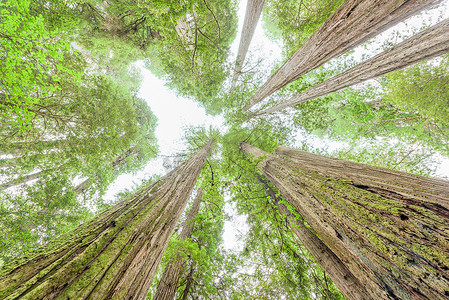 美国加利福尼亚州巨型红杉红杉树的自下而上视图