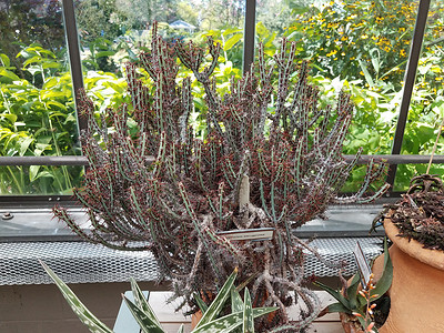温室盆栽带刺的绿色和红色仙人掌植物