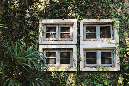 春茶上春摄影照片_老建筑上的绿色常春藤墙植物，有窗，春苏