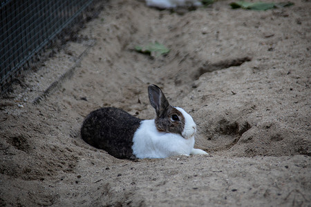 黑白兔摄影照片_黑白兔