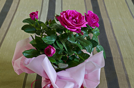几朵新鲜的粉红玫瑰花束，包裹着粉红色的包装