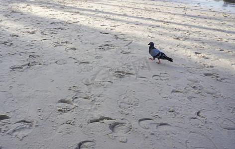 灰鸽子在沙滩上奔跑。