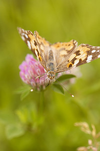 小蝴蝶logo摄影照片_野花上的橙色蝴蝶在柔和的绿色模糊背景上。