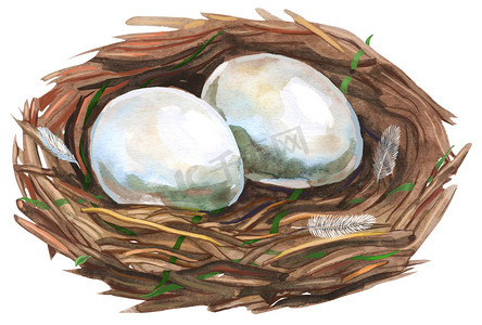 手绘水彩艺术鸟巢鸡蛋，复活节设计。