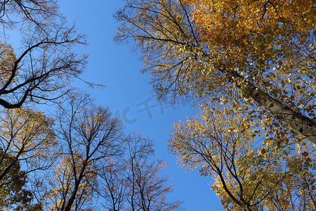 蓝色的秋天天空和黄色和金色叶子的树木。