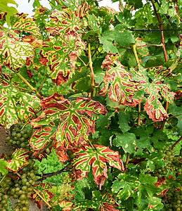 葡萄条纹病 eesca 在叶子上出现深红色或黄色条纹