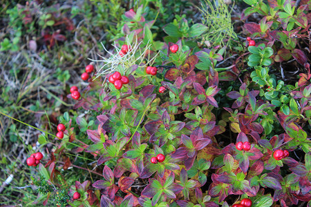 Vaccinium v​​itis-idaea 也称为越橘、鹧鸪莓、山蔓越莓或越橘