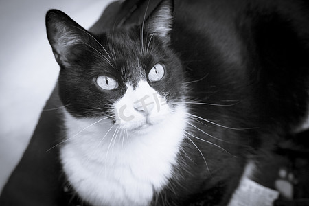 动物表情摄影照片_黑白相间的猫，表情警惕