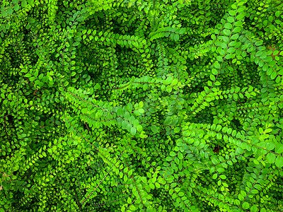 爬山虎背景墙摄影照片_绿叶常春藤覆盖混凝土墙纹理背景。