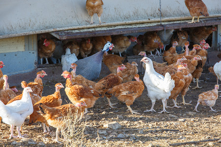 一群鸡在有机养殖的郁郁葱葱的绿色围场里自由地漫步