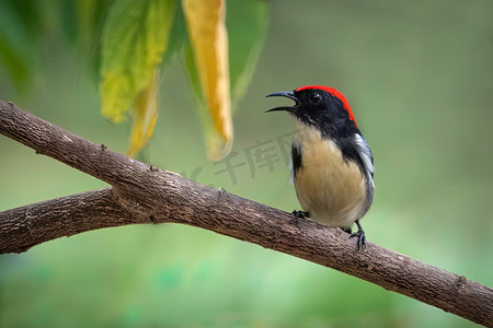 背景花鸟摄影照片_红背啄花鸟在自然背景下的图像。