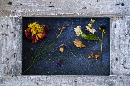 树叶花朵字母摄影照片_框架和秋天的树叶和花朵