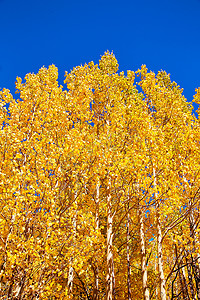 秋季金黄色白杨树群