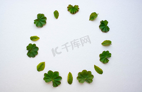 圆形树叶摄影照片_绿叶在白色背景上排列成圆圈。由绿叶制成的圆形框架。空间的副本