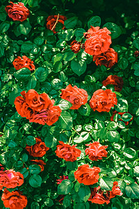 开花的玫瑰在美丽的花园里作为花卉背景