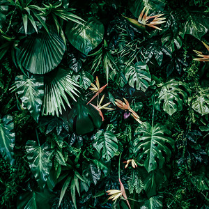 热带树叶作为自然和环境背景、植物园和花卉背景、植物生长和景观设计