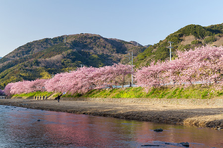 日本的樱花和河流