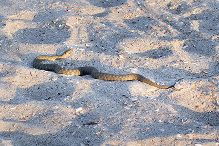 在黑海海滩沙子的危险有毒两栖类蛇毒蛇Vipera Renardi