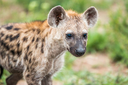 斑点鬣狗摄影照片_由南非克鲁格国家公园的斑点鬣狗幼崽主演。