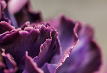 鲜花紫色摄影照片_抽象花卉背景，紫色康乃馨花。
