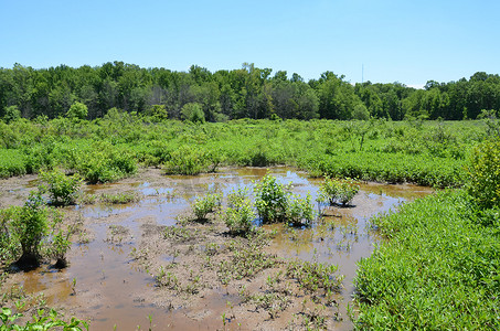 湿地泥水中的绿色植物