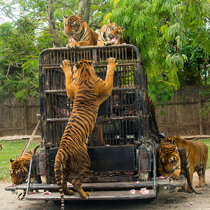 马戏团火车摄影照片_动物园里饥饿的孟加拉虎喂食表演