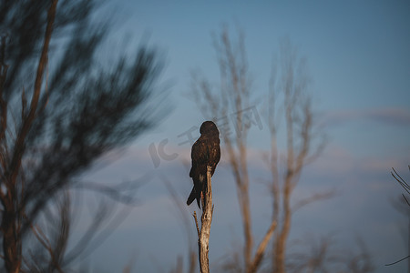 光滑的黑凤头鹦鹉，阿勒达拉，新南威尔士州，澳大利亚。