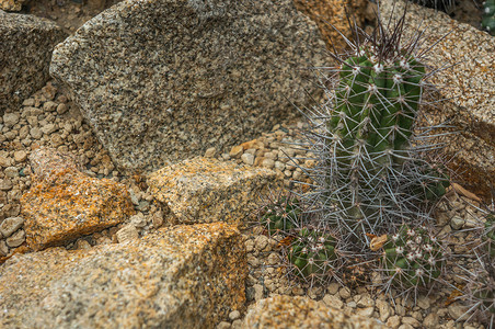 小群绿色“copiapoa echinata”仙人掌植物