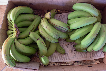 满满一盒青香蕉，还没准备好吃