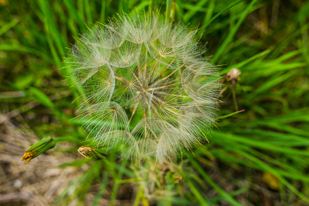 Tragopogon、山羊胡或婆罗门参就像一朵巨大的蒲公英花。