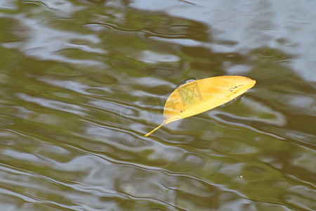 干叶金黄叶漂浮在冬季表面，森林中的波池自然，自然中的新鲜和平，水背景