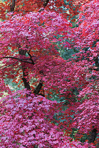 红日本枫树