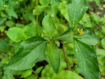 战火摄影照片_结节杂草（也称为 Synedrella nodiflora、synderella 杂草）具有自然背景。
