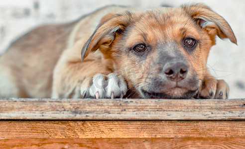 狗爪子摄影照片_红色杂种小狗躺在木桌上