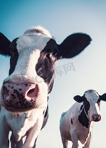 奶牛的低角度拍摄
