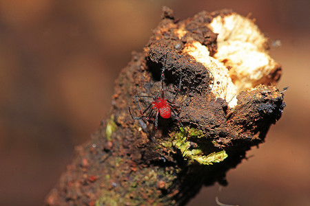 红蜘蛛摄影照片_树枝上的红蜘蛛