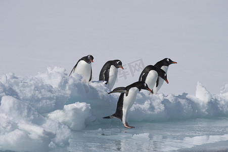 冰的摄影照片_冰上的巴布亚企鹅