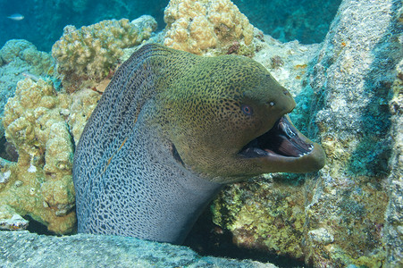 巨型海鳗表现出防御行为
