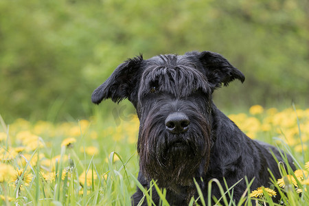躺在蒲公英草甸上的黑色雪纳瑞狗的肖像