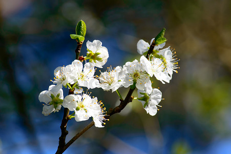 树上新鲜的白色春天花朵