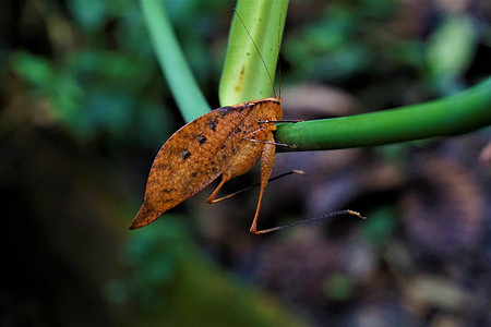 拉斯克布拉达斯茎上挂着一种叶虫