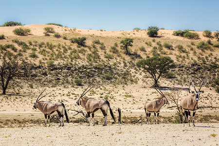 沙漠游戏摄影照片_南非 Kgalagadi 跨境公园的南非大羚羊