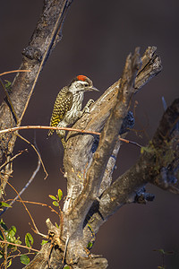 红衣主教啄木鸟在南非克鲁格国家公园