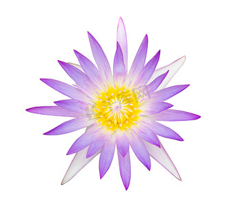 孤立在白色背景上的特写紫色莲花植物