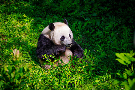 国潮熊猫吃面条摄影照片_大熊猫