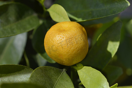 卡拉蒙丁橙