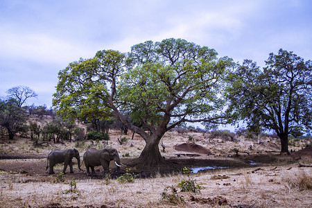 克鲁格国家公园的非洲丛林象
