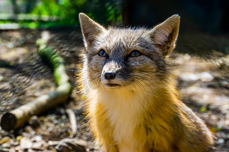 可爱的 corsac 狐狸，脸特写，来自亚洲的热带野狗